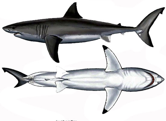 Carcharodon carcharias_011